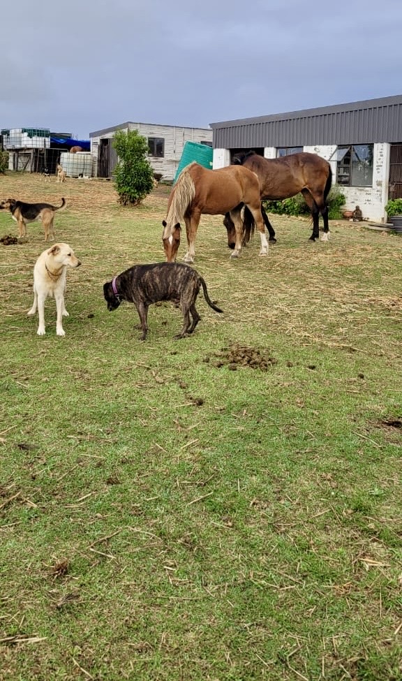 0 Bedroom Property for Sale in Swellendam Rural Western Cape